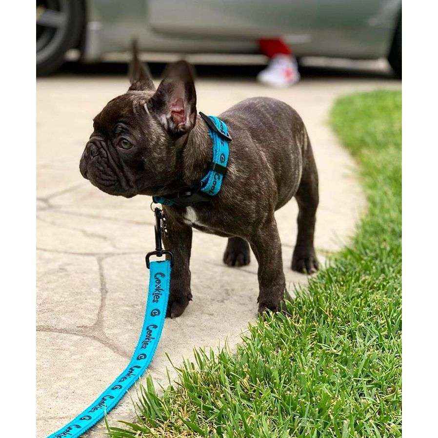 Cookies Dog Leash - Original Mint Nylon Collar and Leash Set