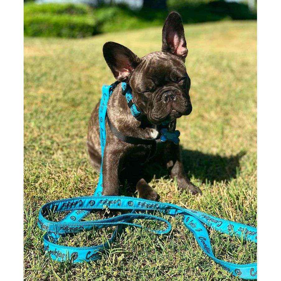 Cookies Dog Leash - Original Mint Nylon Collar and Leash Set